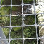mossy tower, cooling tower, moss problem, libertyville, complete water solutions